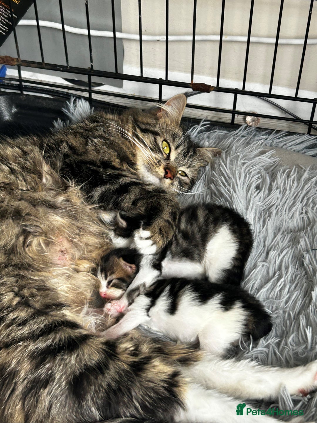 Maine Coon cats for sale: Unique Maine Coon Cross Kittens - Image 2