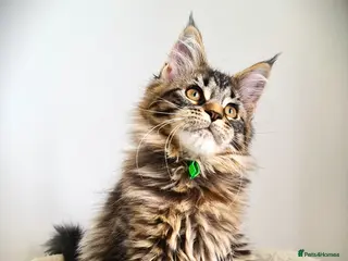 Maine Coon cats STUNNING FOUR PEDIGREE MAINE COON KITTENS - Advert 1