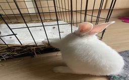 English Lop rabbits for sale: White lop eared bunny - Image 1