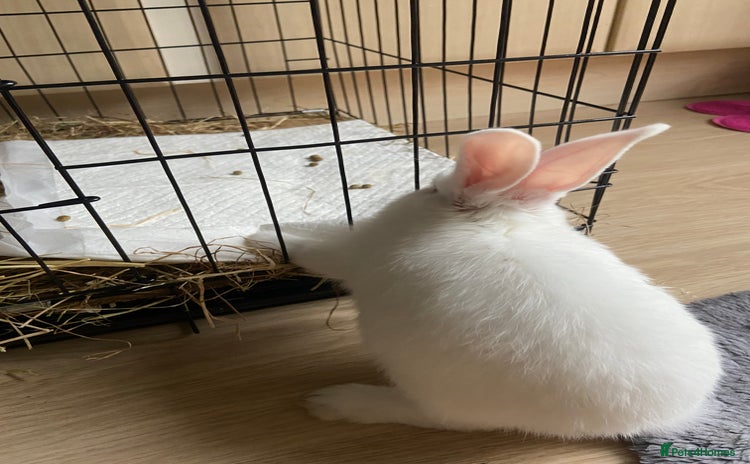 English Lop rabbits - Advert 2