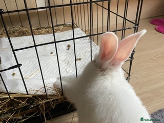 English Lop rabbits - Advert 3