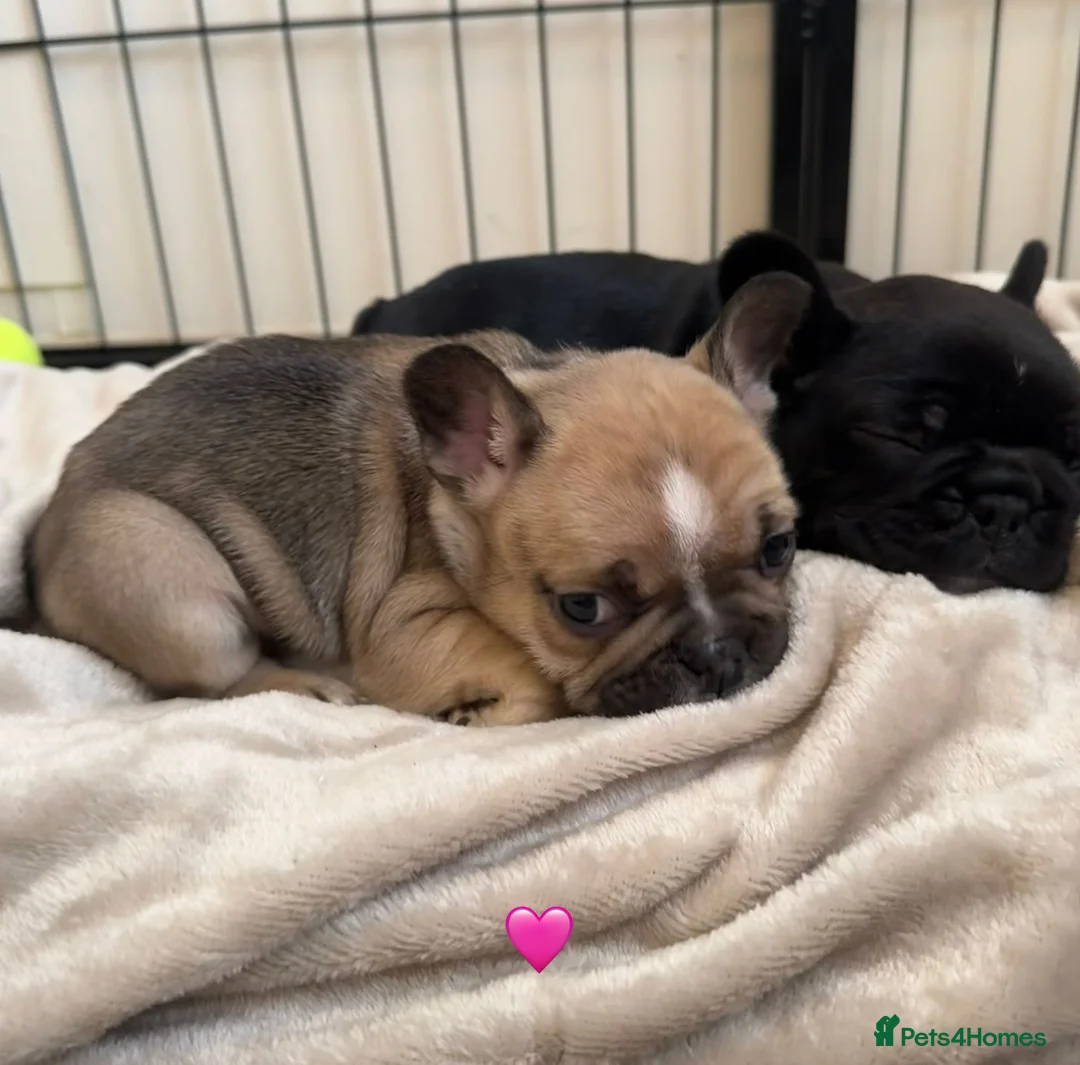 French Bulldog dogs for sale: French Bulldog Puppies - Advert 17