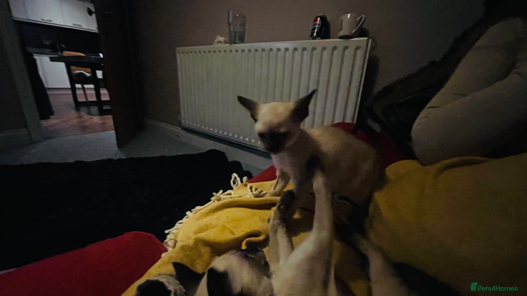 Siamese cats for sale: Seal Point Siamese Kittens  - Image 2