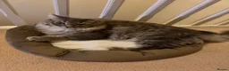 Ragdoll cats for sale: Ragdoll Cross - Mother and Son - Advert 3