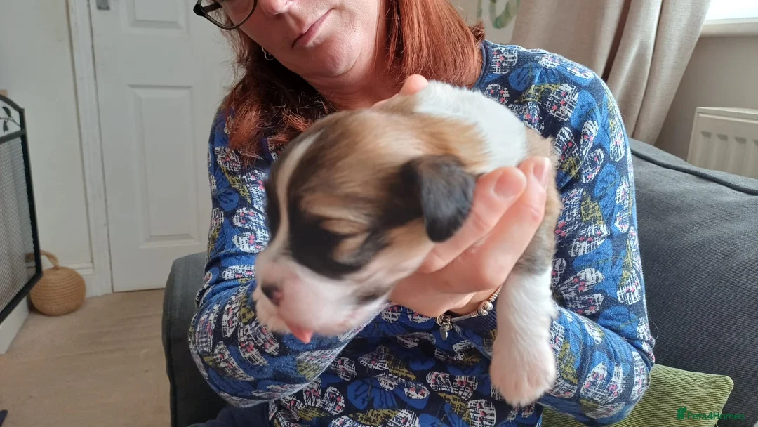 Havanese dogs for sale: Stunning KC registered Havanese puppies - Advert 14