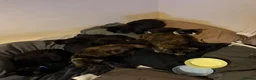 Mixed Breed cats for sale: Rescue Kittens and Cats Urgent - Advert 5