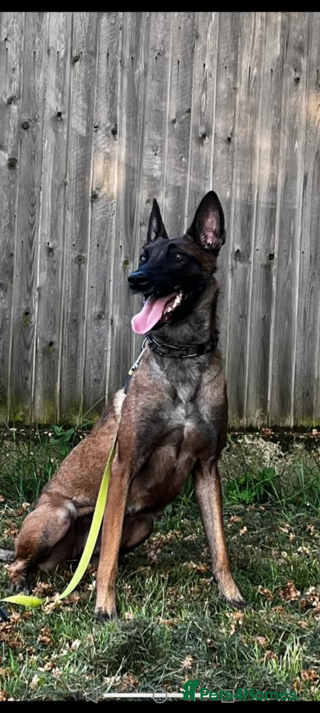 Belgian Shepherd Dog dogs for sale: Breeding with Taybo Van de berlexhoeve - Advert 2