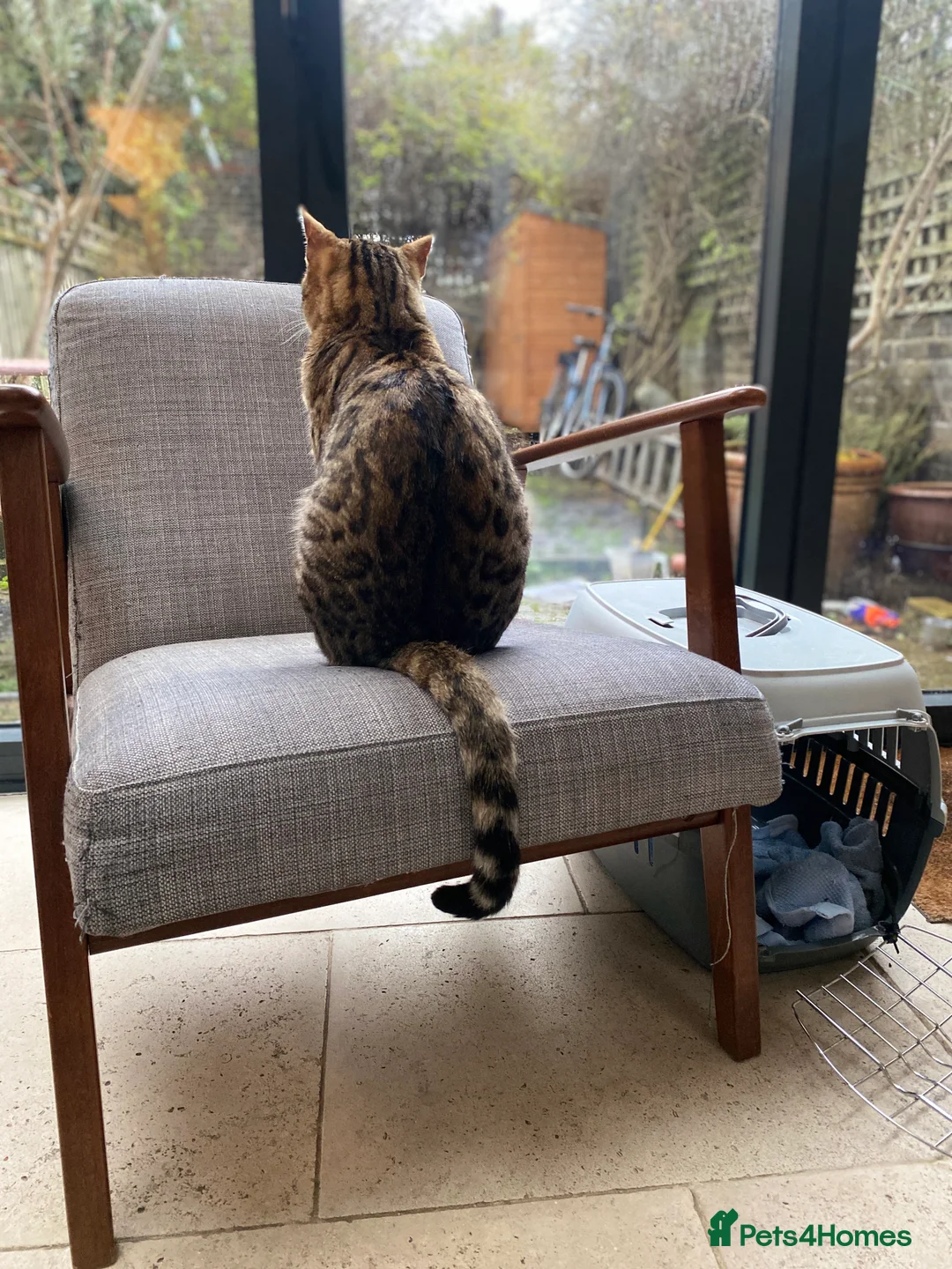Bengal cats for sale: Gilbert in London - Advert 11