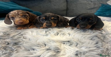 Miniature Dachshund dogs - Advert 5