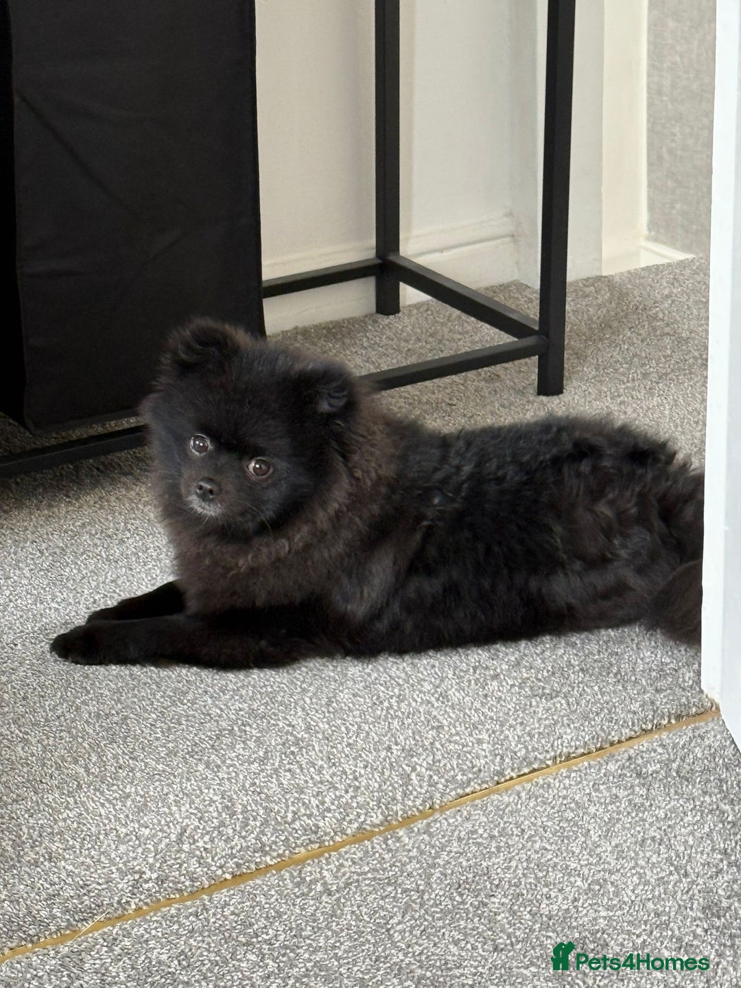 Pomeranian dogs for sale: Milo, a bundle of fluff - Advert 1