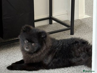 Pomeranian dogs Milo, a bundle of fluff - Advert 12