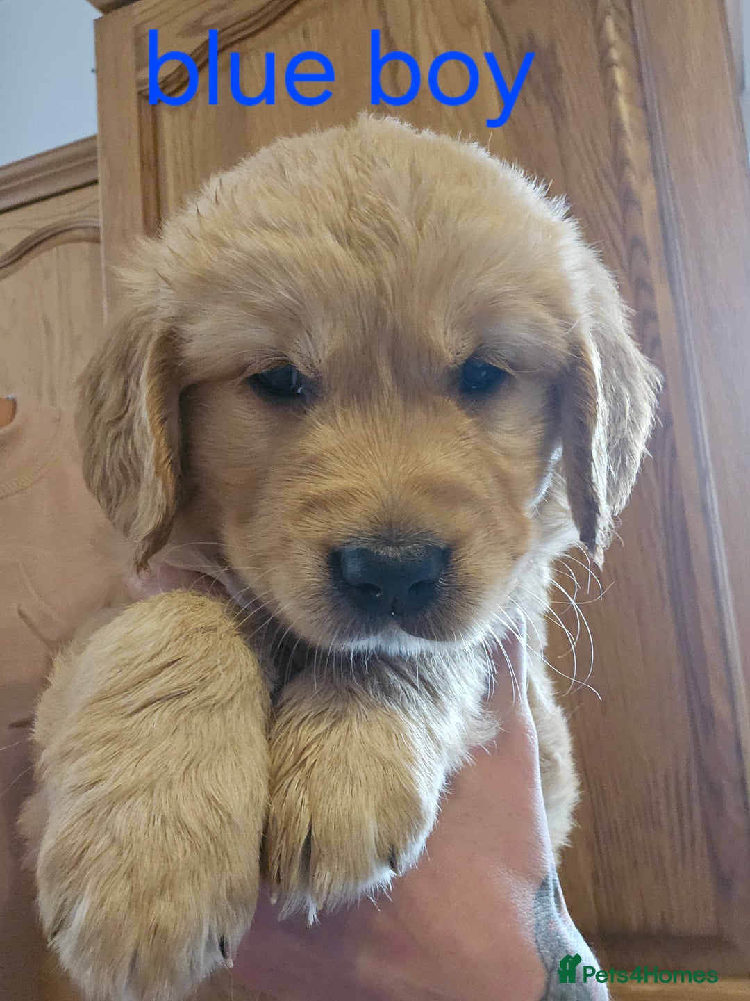 Golden Petfinder Flat Coated Retriever Retriever Puppy Golden