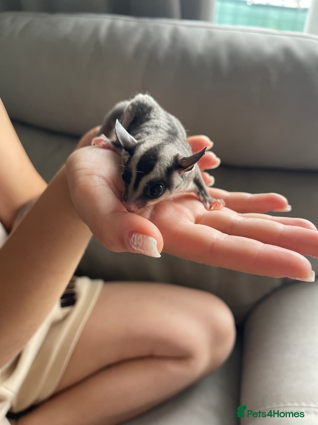 Sugar Glider rodents for sale: Male and Female Sugar Glider Siblings - Image 16