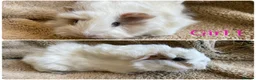 Mixed Breed rodents for sale: Girl and boy guinea for sale  - Advert 2