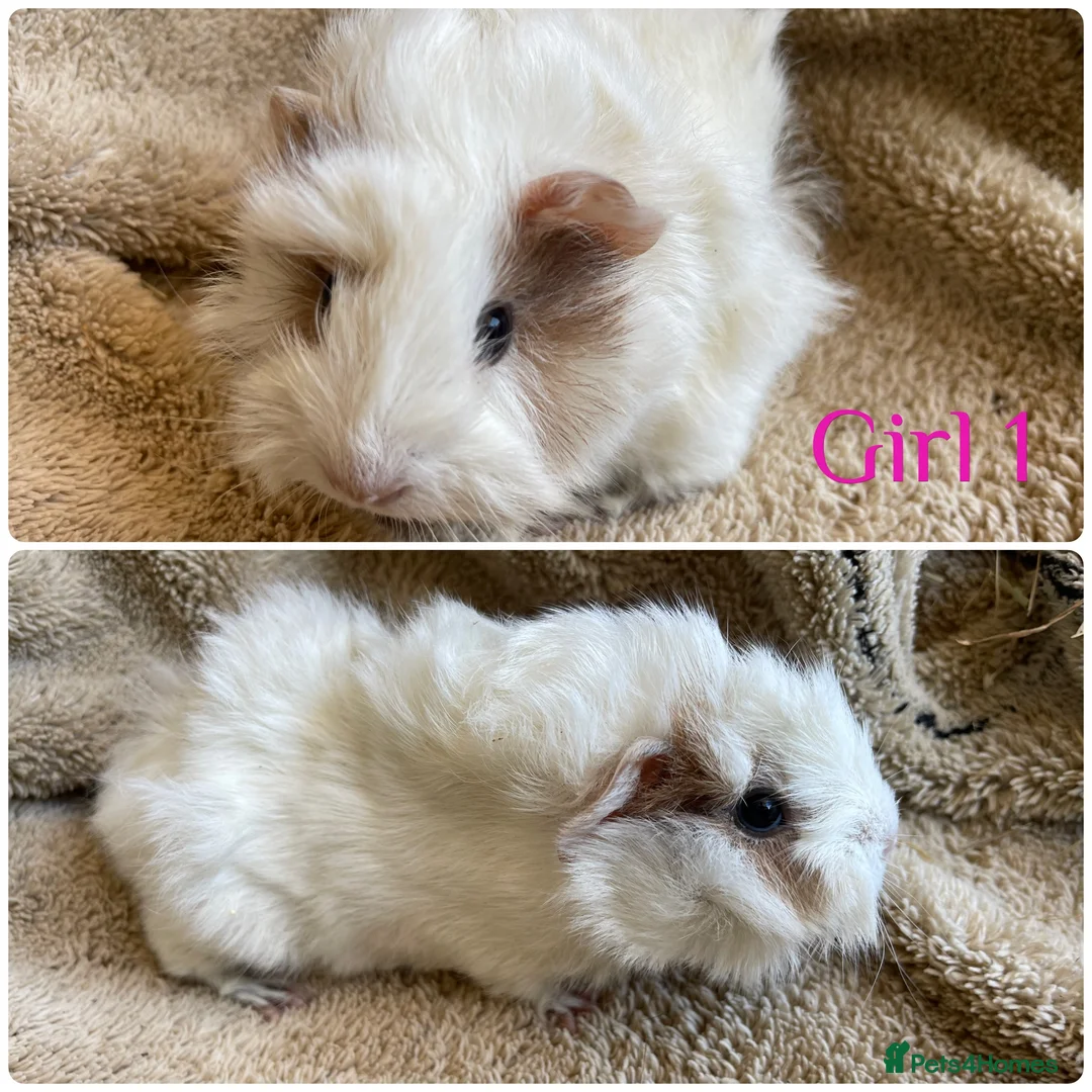 Mixed Breed rodents for sale: Girl and boy guinea for sale  - Advert 2