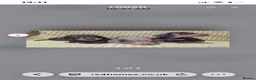 Miniature Dachshund dogs for stud: Kc reg miniature Chocolate dapple stud - Advert 5