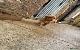 Dogue De Bordeaux dogs for sale: ONLY ONE BOY LEFT! STUNNING PUPS AVAILABLE  - Image 7