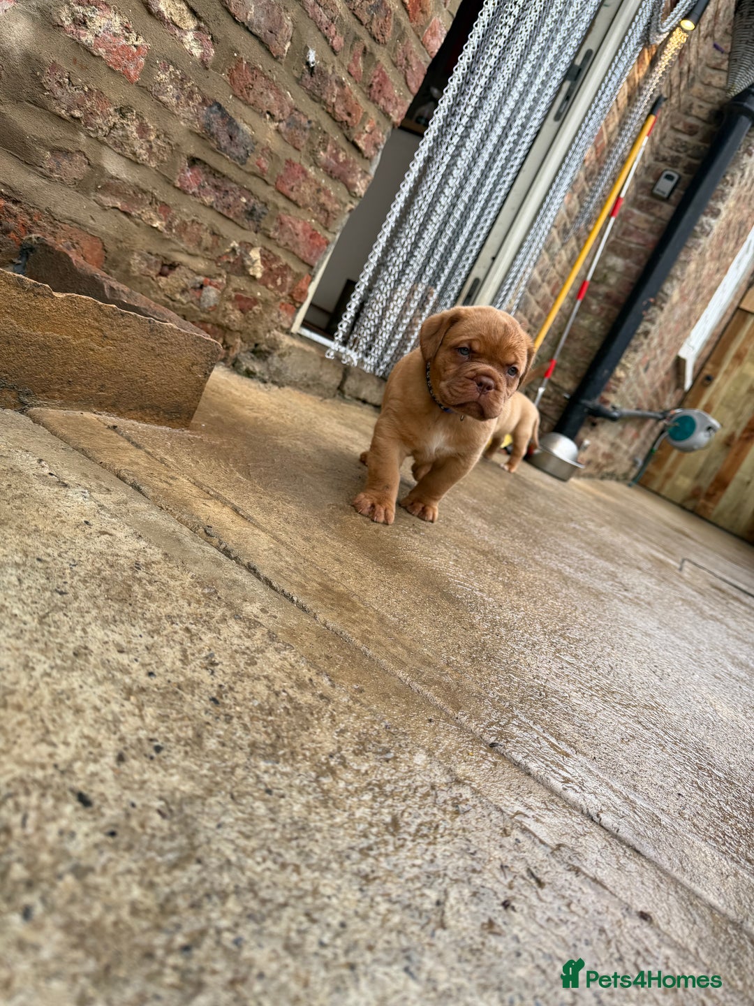 Dogue De Bordeaux dogs for sale: ONLY ONE BOY LEFT! STUNNING PUPS AVAILABLE  - Image 7