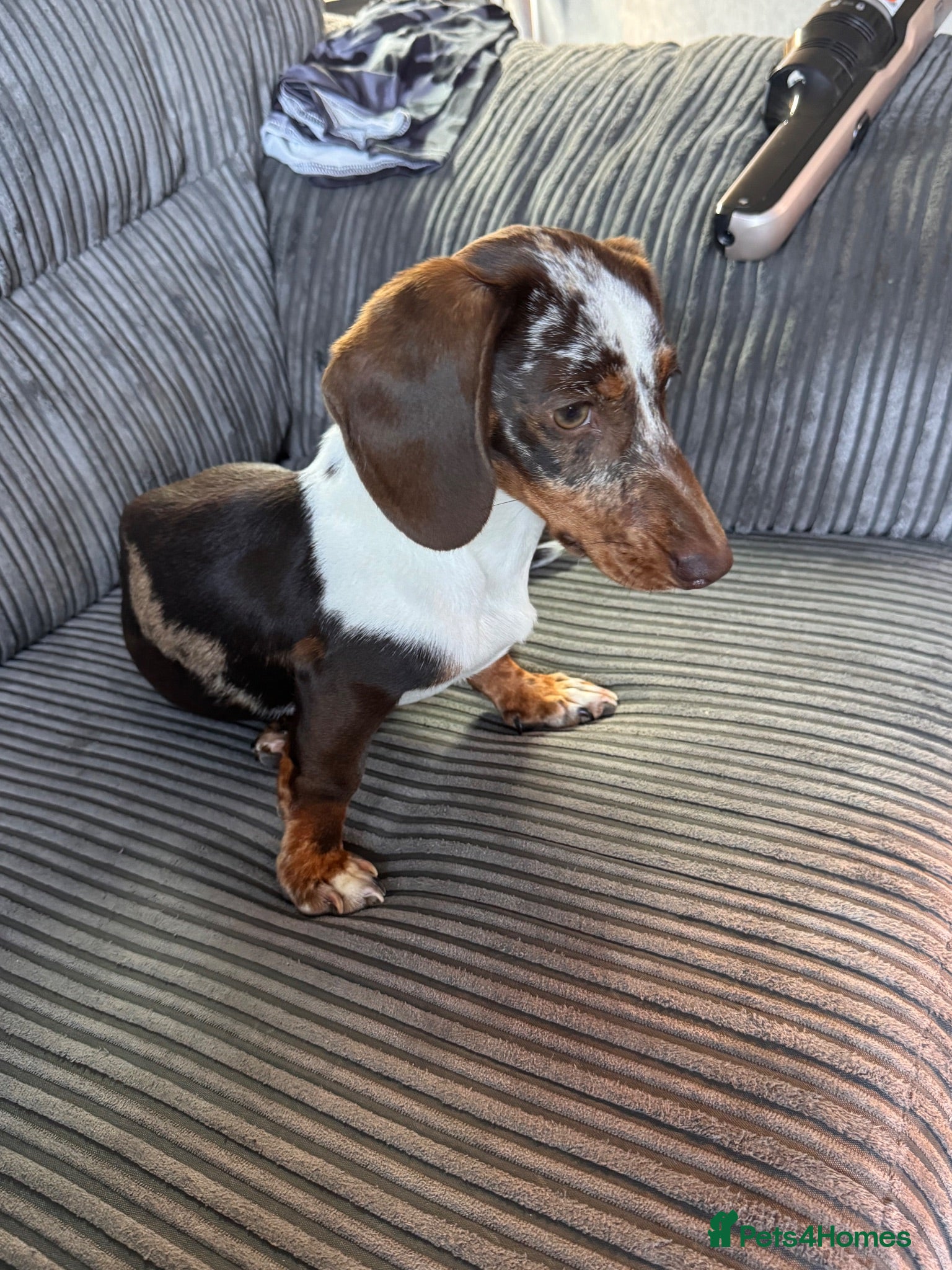 Miniature Dachshund dogs Two miniature dachshunds - Advert 14