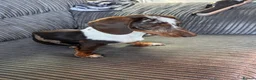 Miniature Dachshund dogs for sale: Two miniature dachshunds - Advert 1