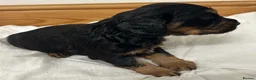 Cocker Spaniel dogs for sale: 🐾 GORGEOUS COCKER SPANIEL PUPPIES 🐾 - Advert 10