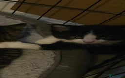 Mixed Breed cats for sale: Beautiful kittens for furever homes - Image 5