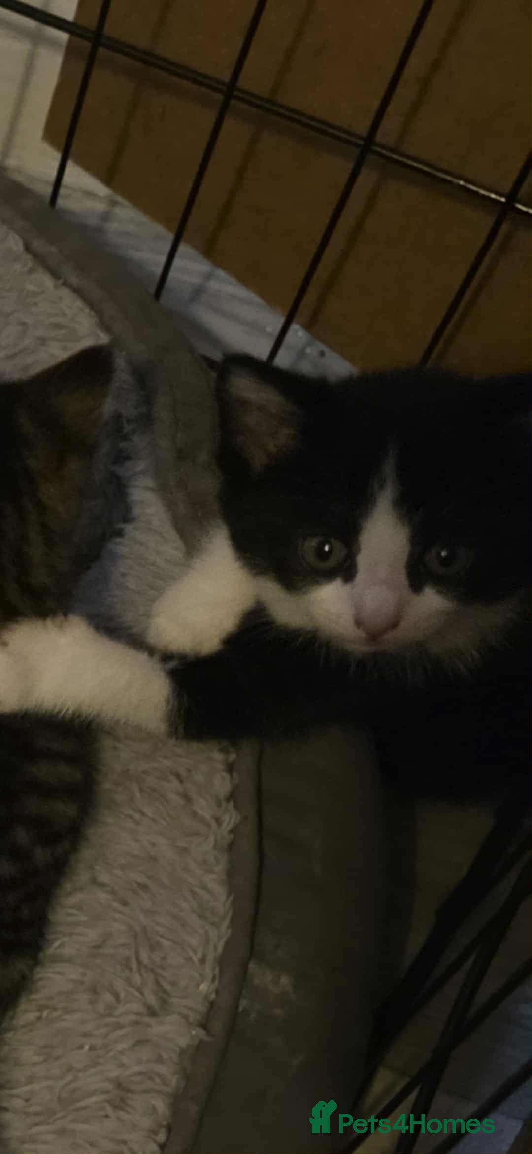 Mixed Breed cats for sale: Beautiful kittens for furever homes - Image 5