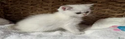 Scottish Fold cats for sale: British short hairs (Scottish straight) ready  - Advert 28