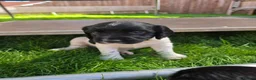 English Springer Spaniel dogs for sale: Springer spaniel puppies in Bungay - Advert 12