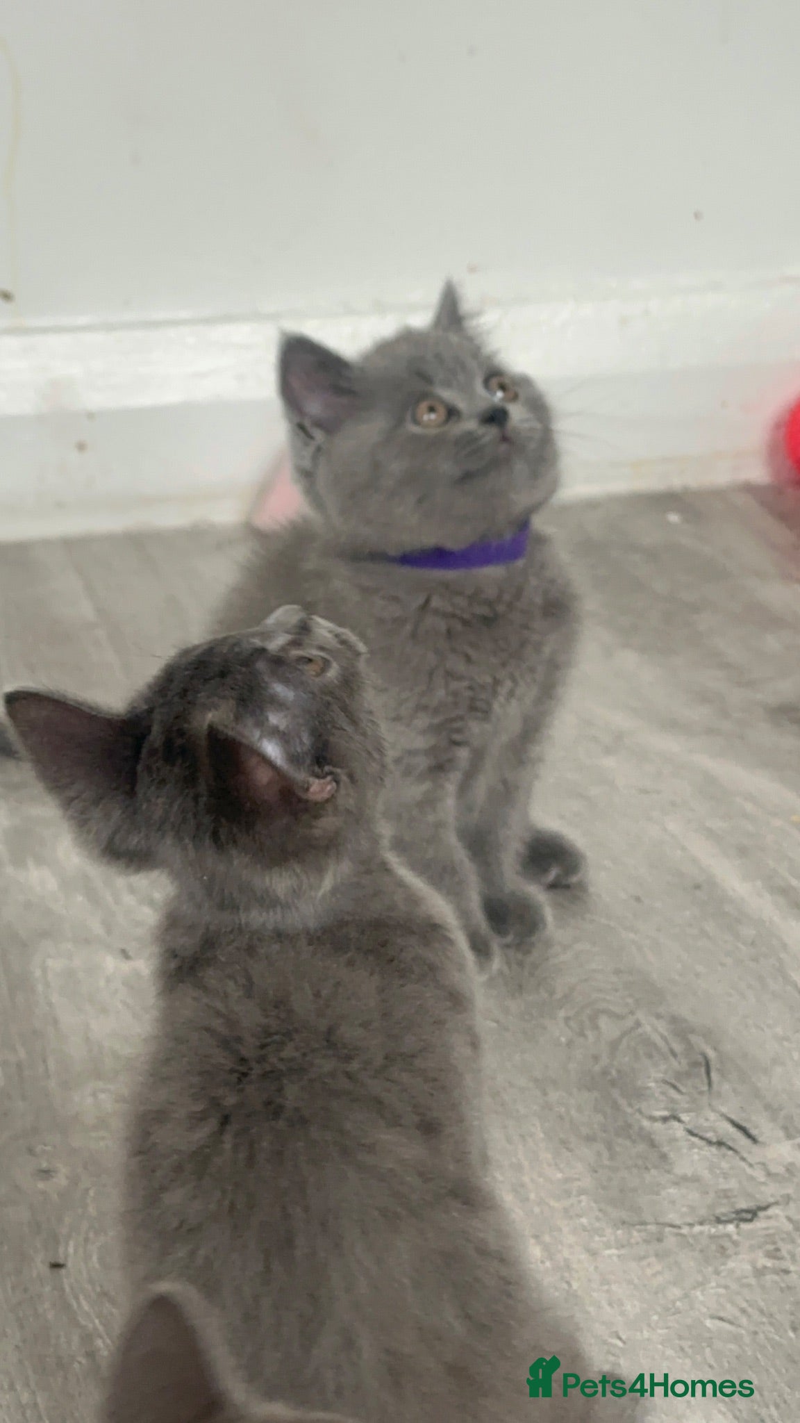 Brazilian Shorthair cats pure British shorthair from 5 generations  - Advert 4