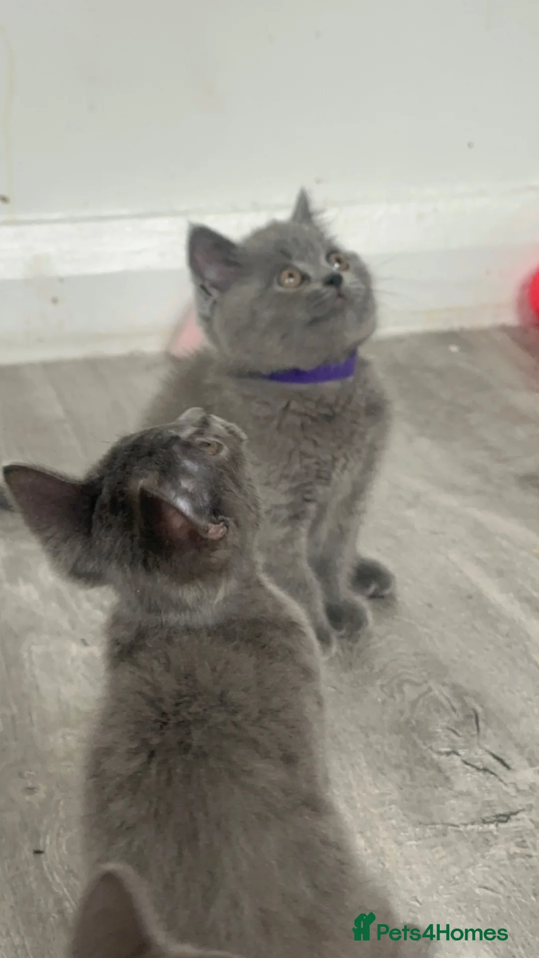 Brazilian Shorthair cats for sale: pure British shorthair from 5 generations  - Advert 1