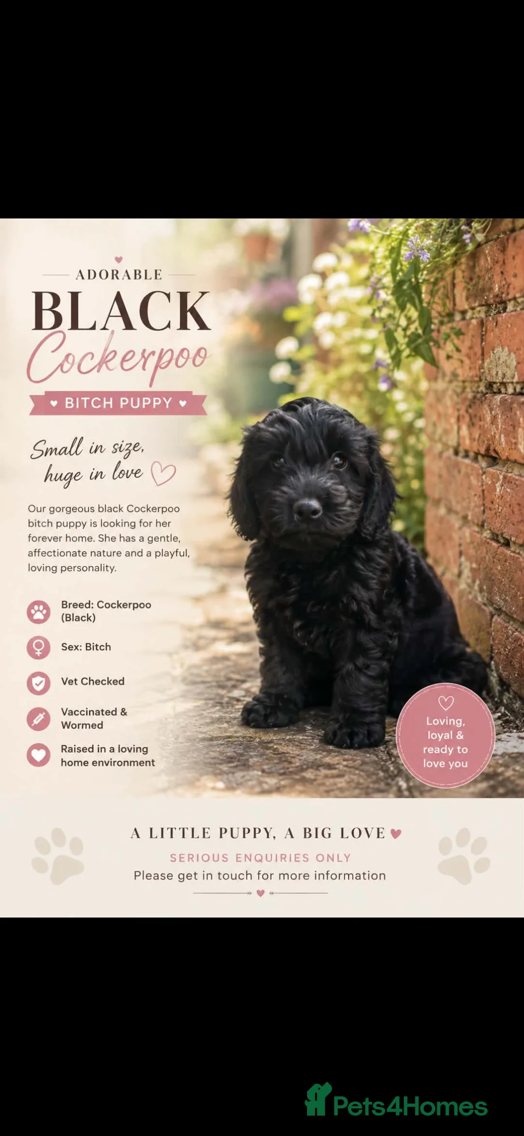 Cockapoo dogs for sale: F1 toy cockerpoo puppies  - Advert 3