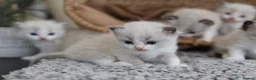 Ragdoll cats for sale: Tica Registered 💎 Ragdoll Kittens - Advert 23