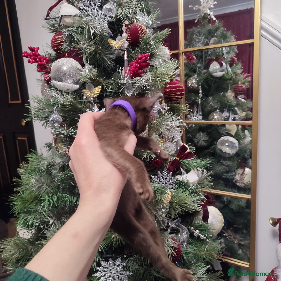 Burmese cats for sale: Lovely Burmese kitten's - Advert 22