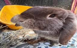 English Lop rabbits for sale: 2 male lops for sale  - Image 3