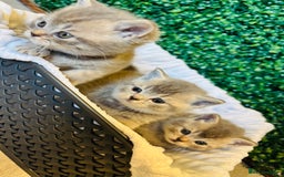 British Shorthair cats for sale: British shorthair kittens  - Image 16
