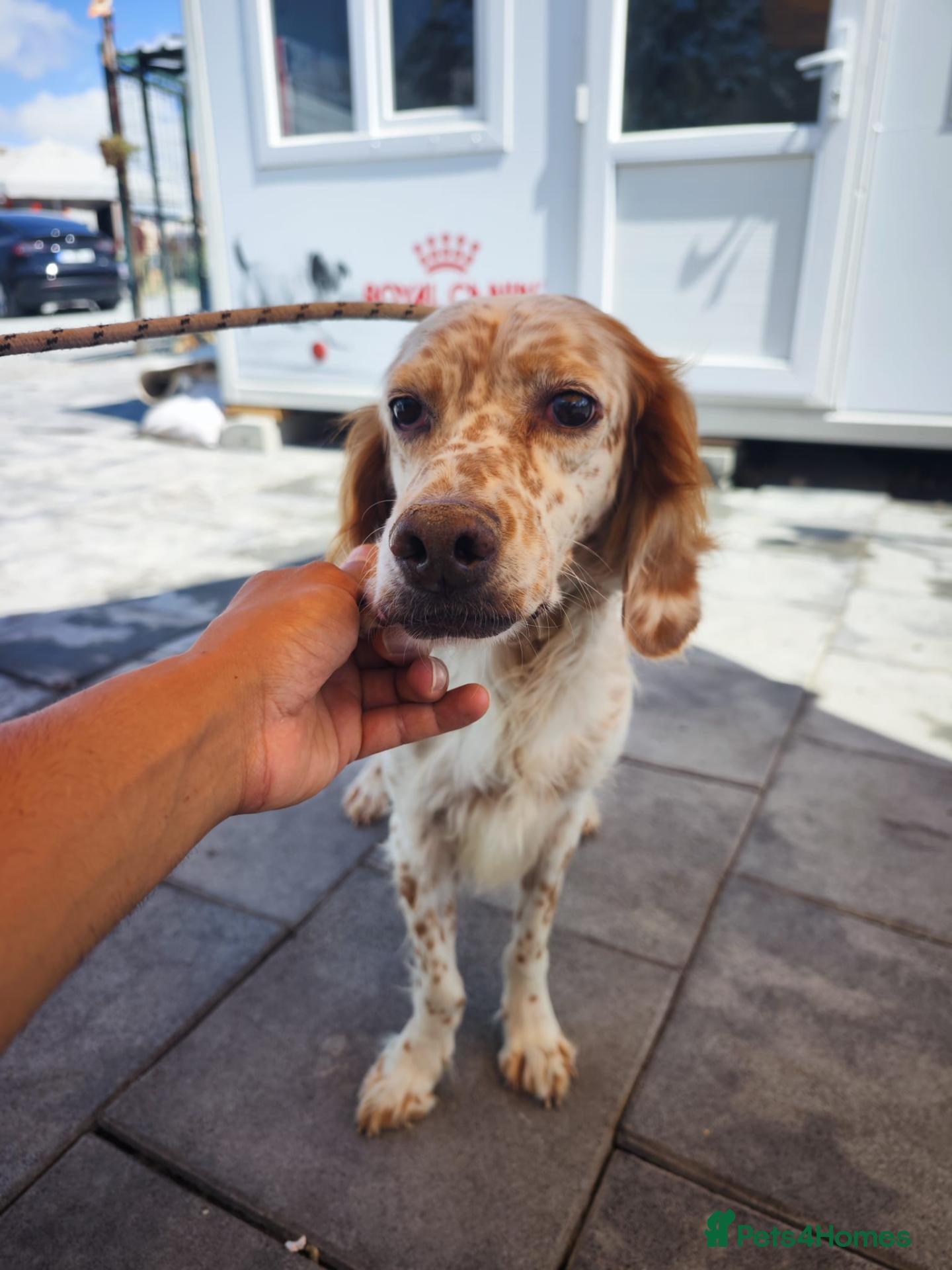 English Setter dogs Alex! - Advert 5