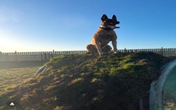 Belgian Shepherd Dog dogs for sale: Belgian Malinois, 4, Loving Home Only.  in Houghton le Spring - Image 5