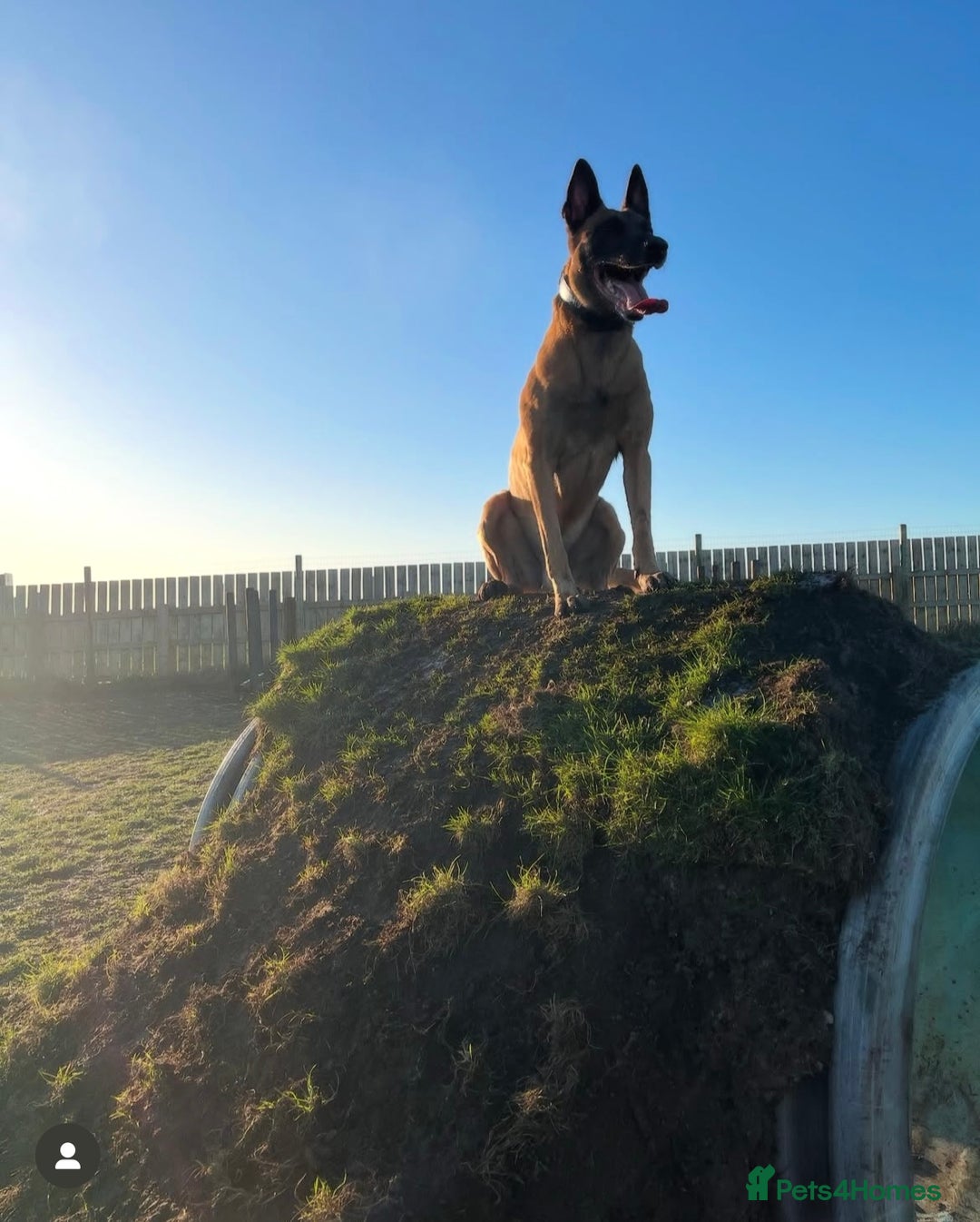 Belgian Shepherd Dog dogs for sale: Belgian Malinois, 4, Loving Home Only.  in Houghton le Spring - Image 5