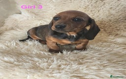 Miniature Dachshund dogs for sale: 6 adorable miniature dashund puppy’s  - Image 8