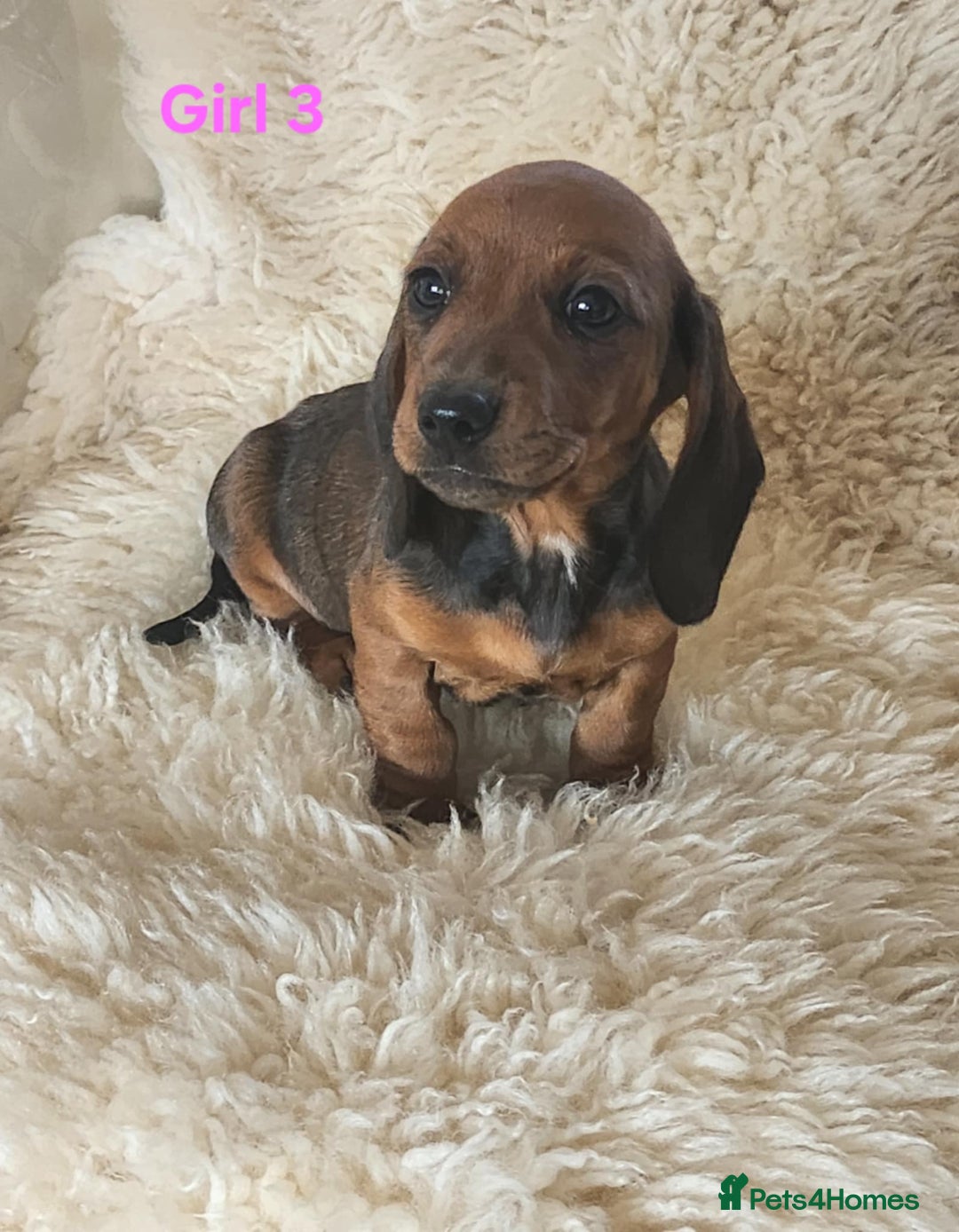 Miniature Dachshund dogs for sale: 6 adorable miniature dashund puppy’s  - Image 8
