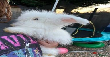 Angora rabbits in Maidstone - Advert 12