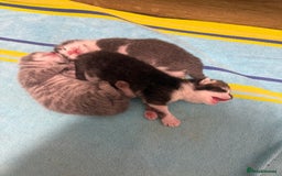 Mixed Breed cats for sale: Two lovely boys - Image 5