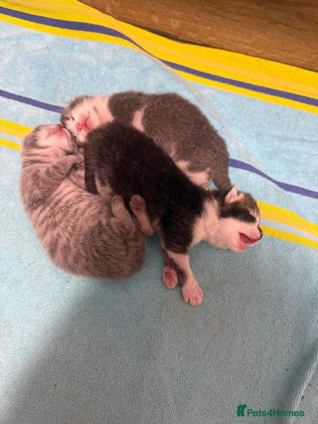 Mixed Breed cats for sale: Two lovely boys - Image 5