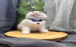 Ragdoll cats for sale: 💎 Purebred Ragdoll kittens-Champion Bloodlines 💎 - Image 5