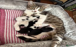 British Shorthair cats for sale: Kittens for sale - Image 27