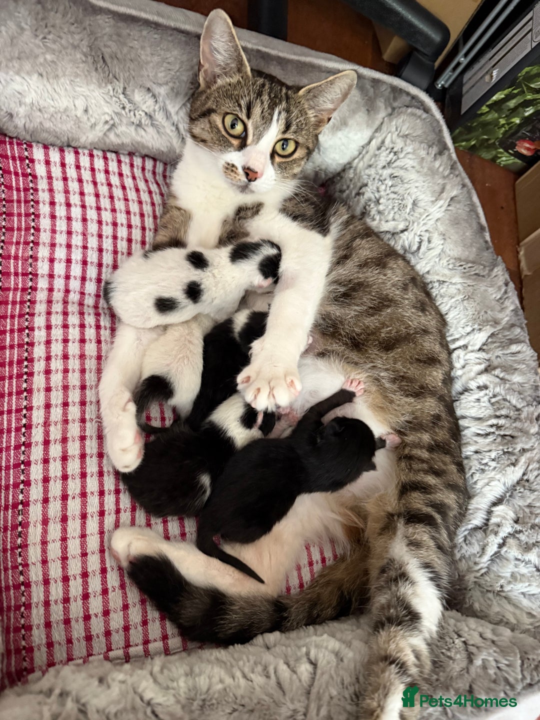 British Shorthair cats for sale: Kittens for sale - Image 27