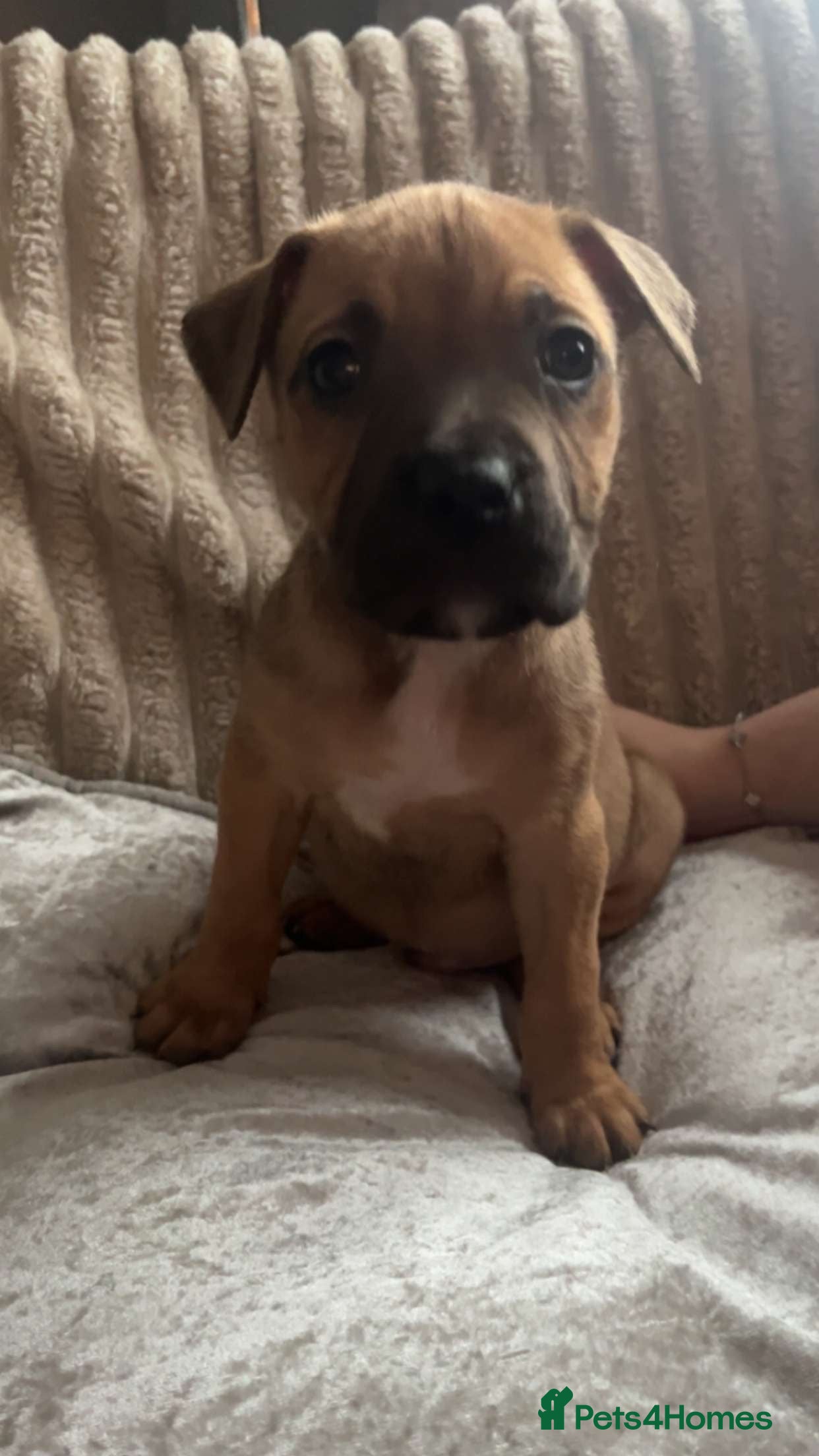 Mixed Breed dogs Beautiful pups ready 24/12 - Advert 2