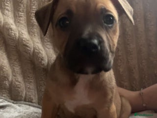 Mixed Breed dogs Beautiful pups ready 24/12 - Advert 17