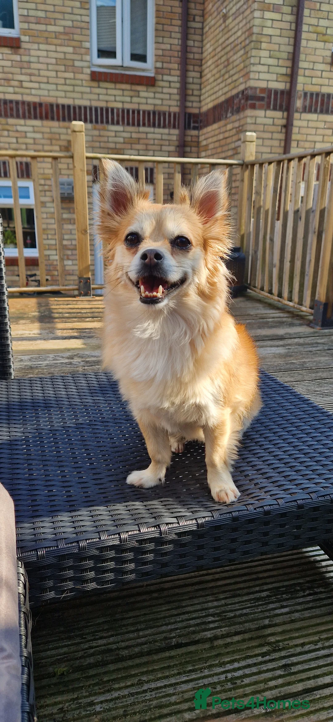 Mixed Breed dogs for sale: Tandy - 4yr old Jackaranian looking for new home - Advert 1